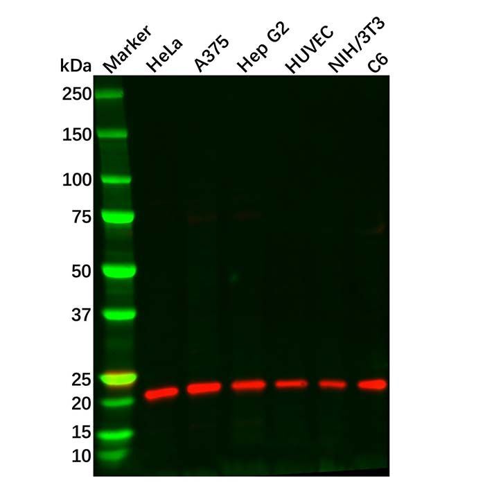 HP1 gamma/CBX3 Antibody -    by Aladdin Scientific