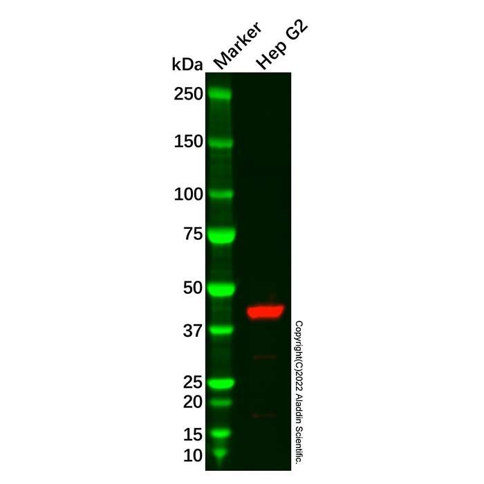 HPD Mouse mAb - by Aladdin Scientific