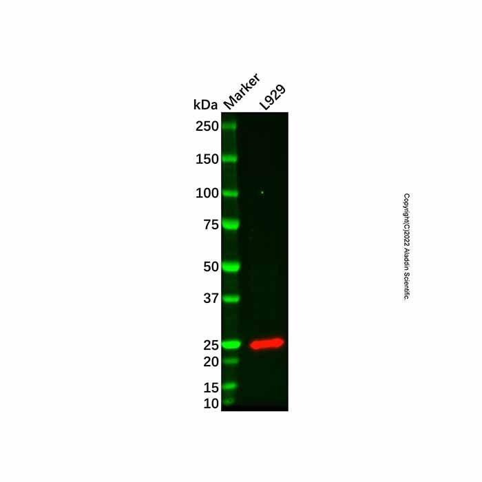 Recombinant Hsp22/HSPB8 Antibody -    by Aladdin Scientific