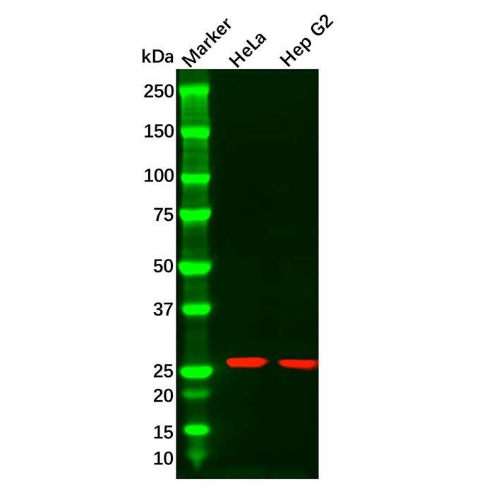 Hsp27 Mouse mAb -    by Aladdin Scientific