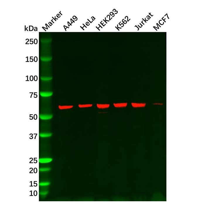 Hsp60 Mouse mAb - by Aladdin Scientific