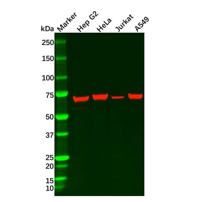 Hsp70 Mouse mAb -    by Aladdin Scientific