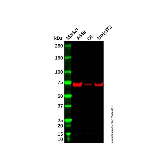 Recombinant Hsp70 Antibody -    by Aladdin Scientific