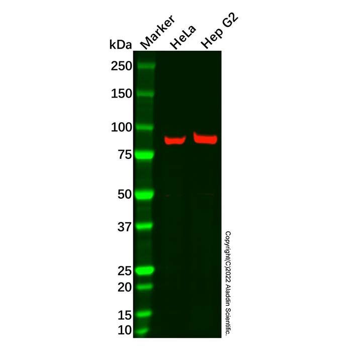 Recombinant Hsp90 alpha Antibody -    by Aladdin Scientific