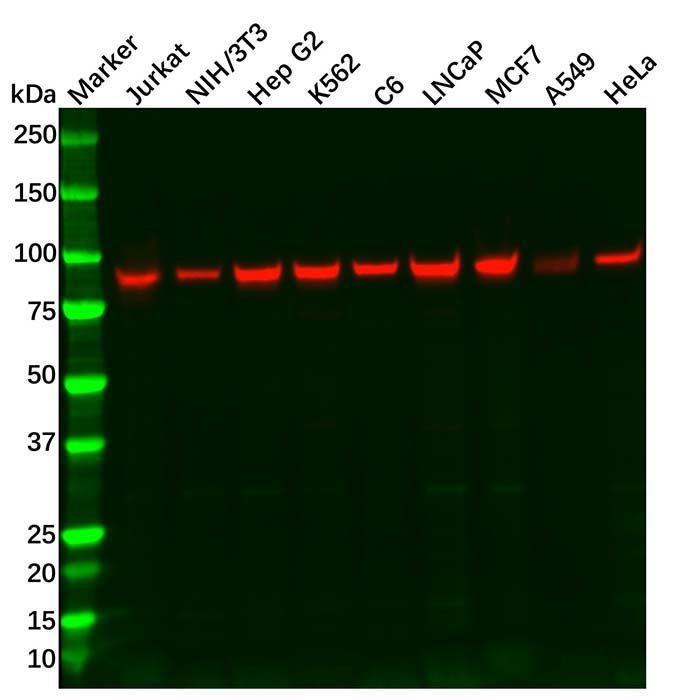 Recombinant Hsp90 Antibody -    by Aladdin Scientific