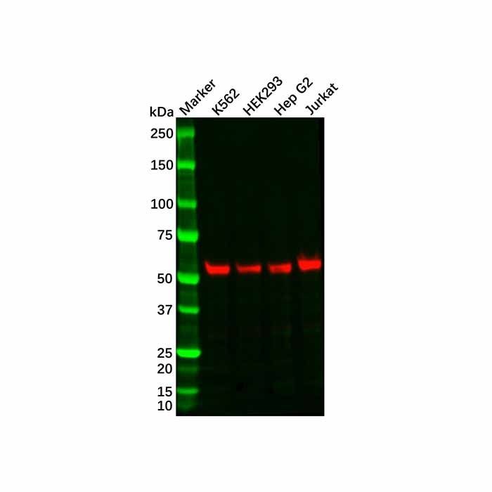 Recombinant HSPA14 Antibody -    by Aladdin Scientific