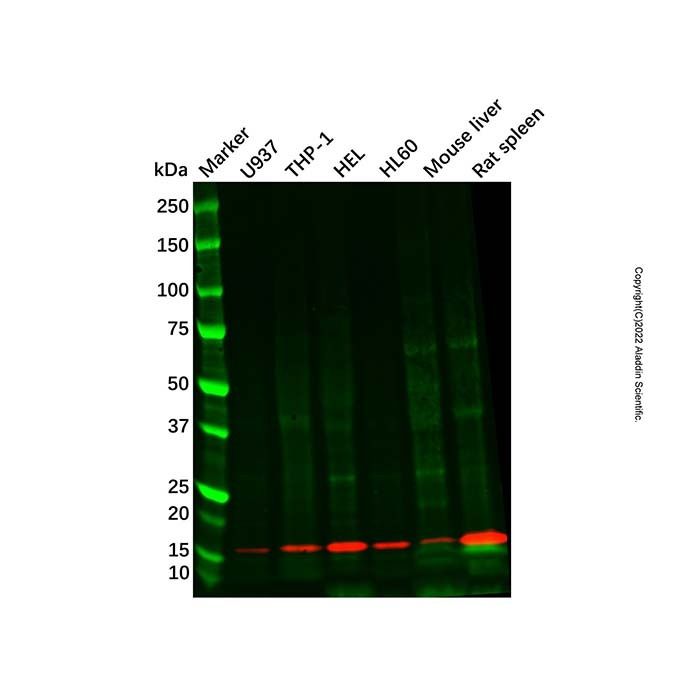 Recombinant Iba1 Antibody -    by Aladdin Scientific