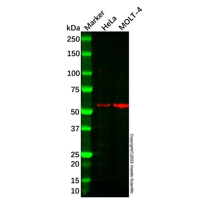 Recombinant ICAM2 Antibody -    by Aladdin Scientific