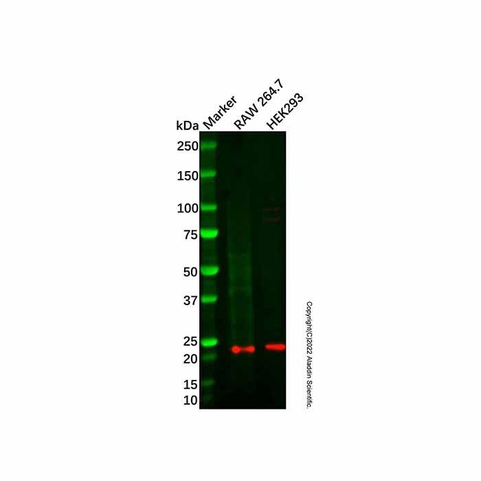 ICER Antibody -    by Aladdin Scientific