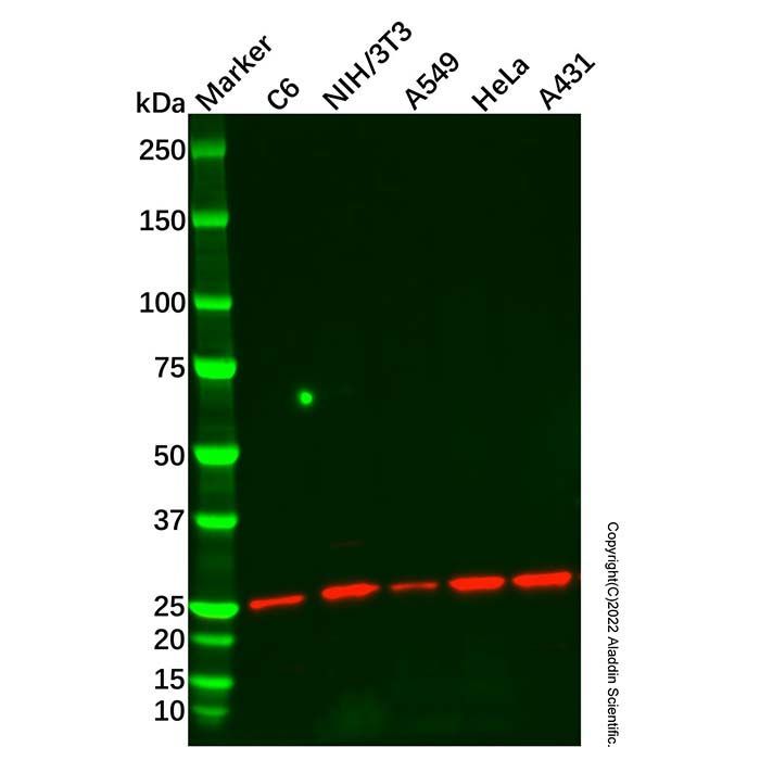 Recombinant Id1 Antibody -    by Aladdin Scientific