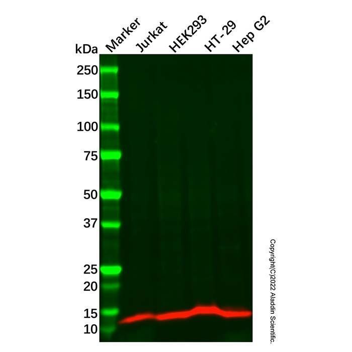 ID2 Antibody -    by Aladdin Scientific