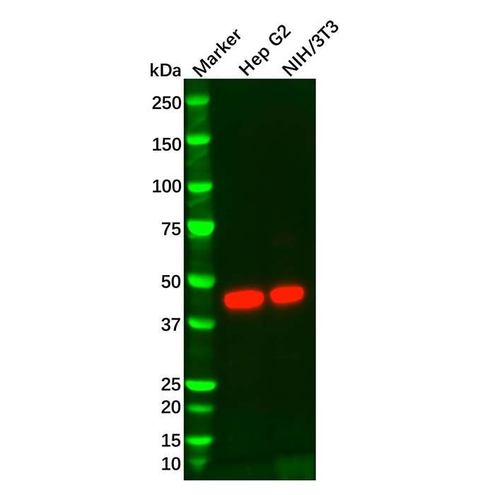 IDH1 Mouse mAb -    by Aladdin Scientific