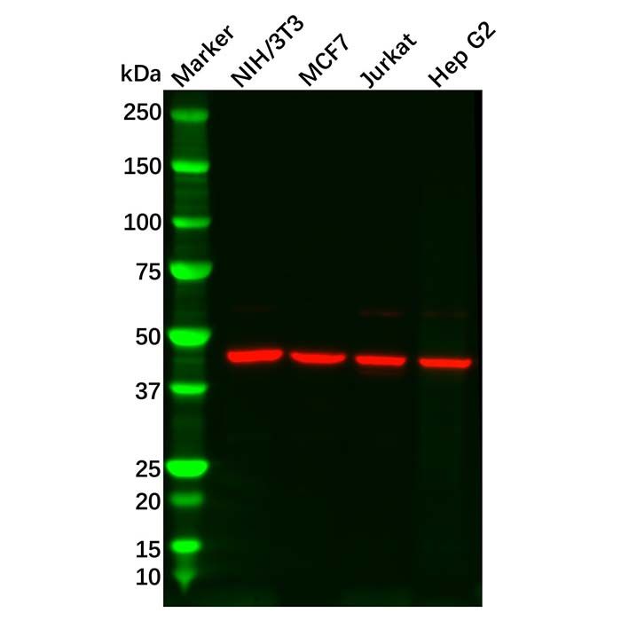 IDH2 Antibody -    by Aladdin Scientific