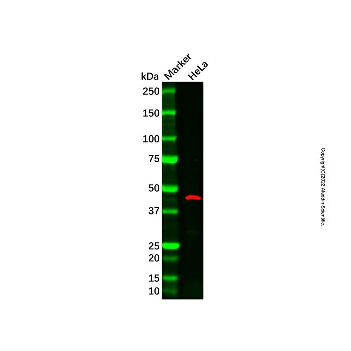 IDH3G Antibody -    by Aladdin Scientific