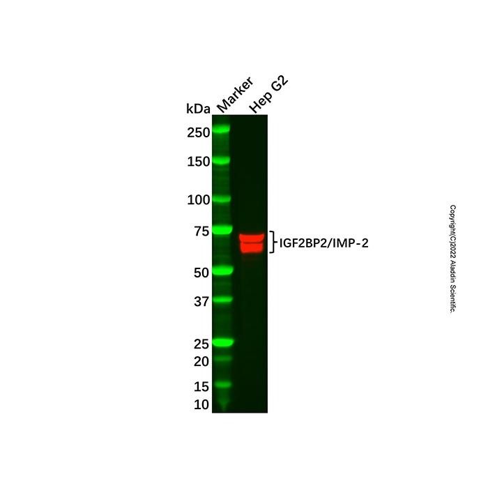 Recombinant IGF2BP2/IMP-2 Antibody -    by Aladdin Scientific