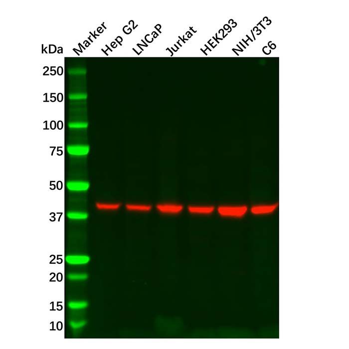 Recombinant Ihh Antibody -    by Aladdin Scientific