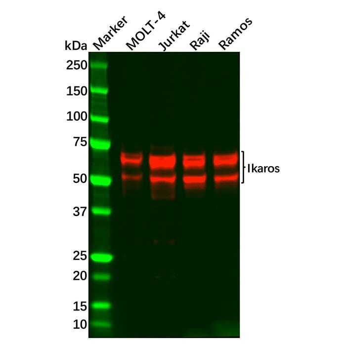 Ikaros Antibody -    by Aladdin Scientific