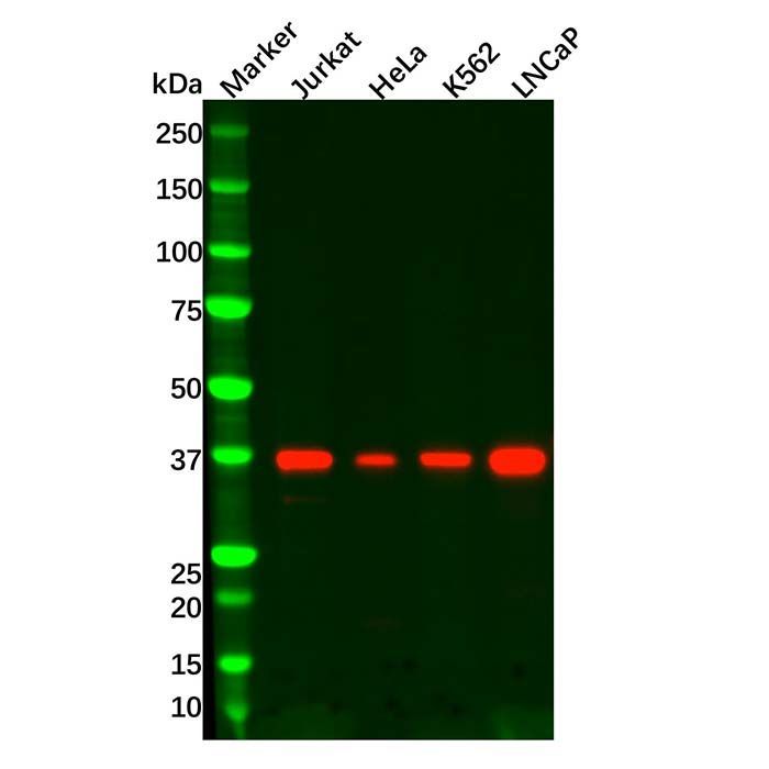 Recombinant IKB alpha Antibody -    by Aladdin Scientific