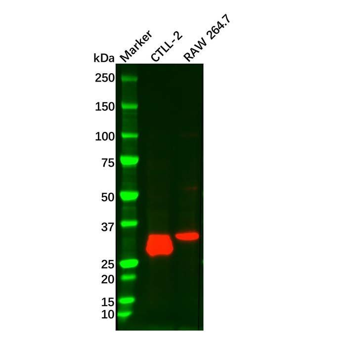 IL-1 alpha Mouse mAb - by Aladdin Scientific