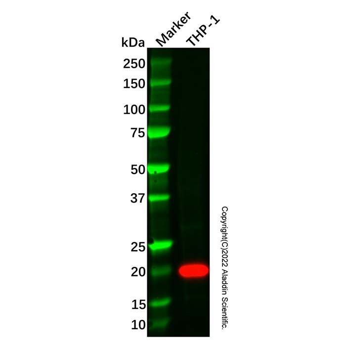 Recombinant IL-10 Antibody -    by Aladdin Scientific