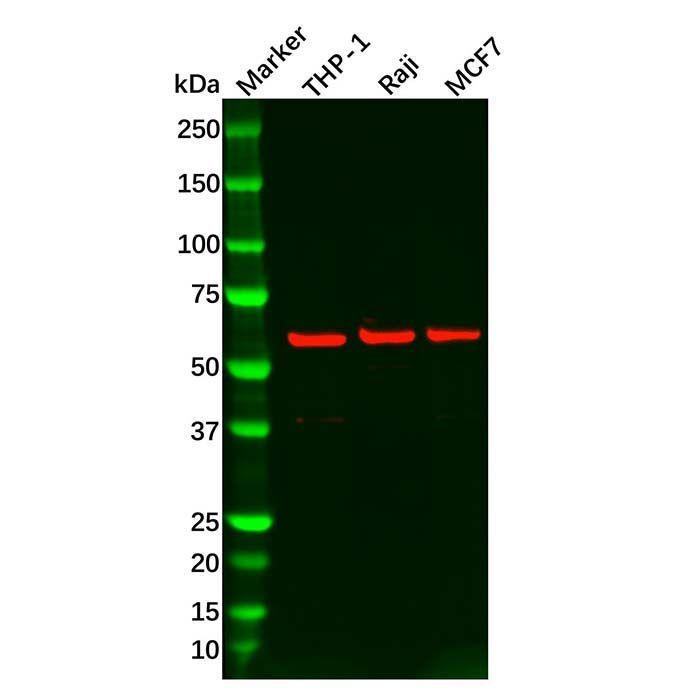 IL-10RA Antibody - by Aladdin Scientific