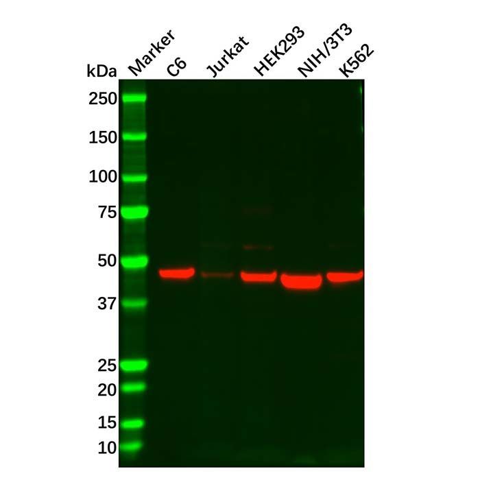 Recombinant IL-11RA Antibody - by Aladdin Scientific