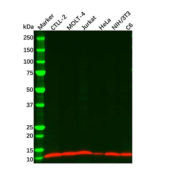 IL22 Mouse mAb - by Aladdin Scientific