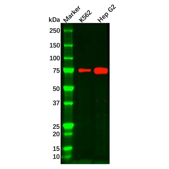 IL22RA1 Antibody -    by Aladdin Scientific