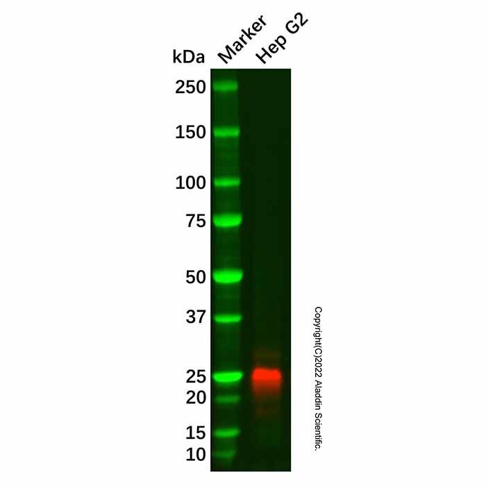 Recombinant IL-32 Antibody -    by Aladdin Scientific