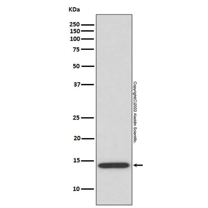 IL-4 Antibody -    by Aladdin Scientific