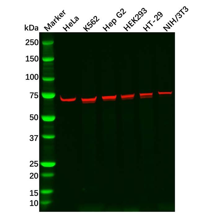 Recombinant IMP3 Antibody -    by Aladdin Scientific
