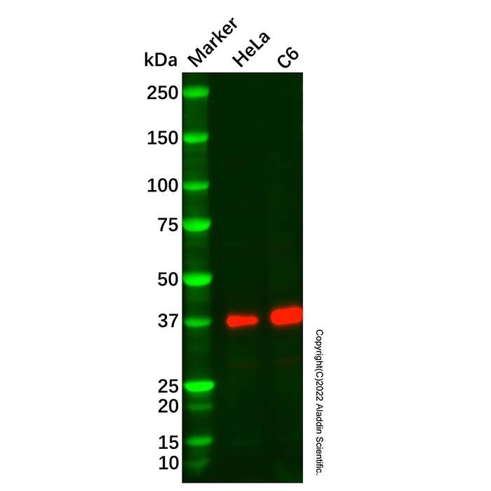 Recombinant Inhibin alpha Antibody -    by Aladdin Scientific