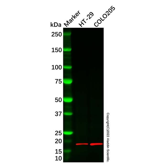 INSL4 Antibody -    by Aladdin Scientific