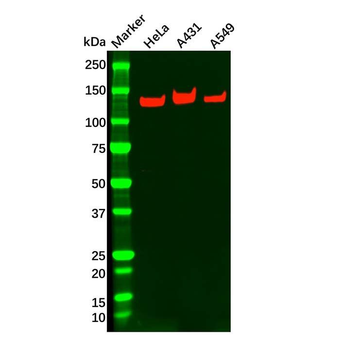 Integrin alpha 3 Antibody - by Aladdin Scientific