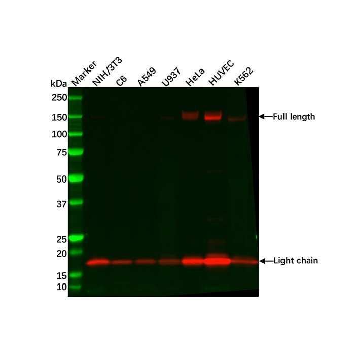 Recombinant Integrin alpha 5 Antibody -    by Aladdin Scientific