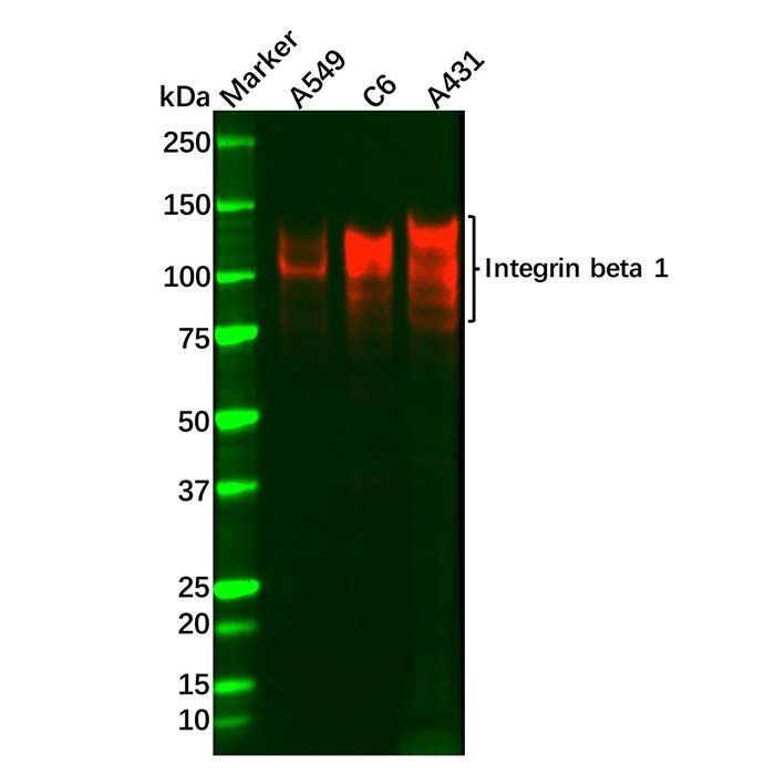 Recombinant Integrin beta 1 Antibody -    by Aladdin Scientific