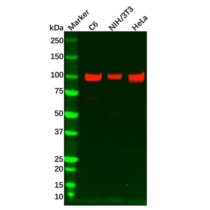 Recombinant Integrin beta 3 Antibody -    by Aladdin Scientific