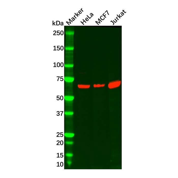 INTS9 Antibody -    by Aladdin Scientific