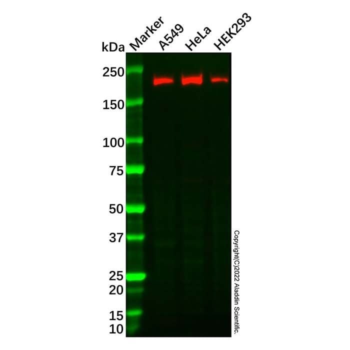 Recombinant IQGAP1 Antibody - by Aladdin Scientific