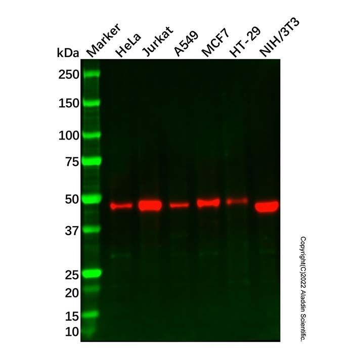 Recombinant IRF2 Antibody -    by Aladdin Scientific