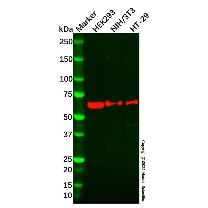 Recombinant IRF7 Antibody -    by Aladdin Scientific