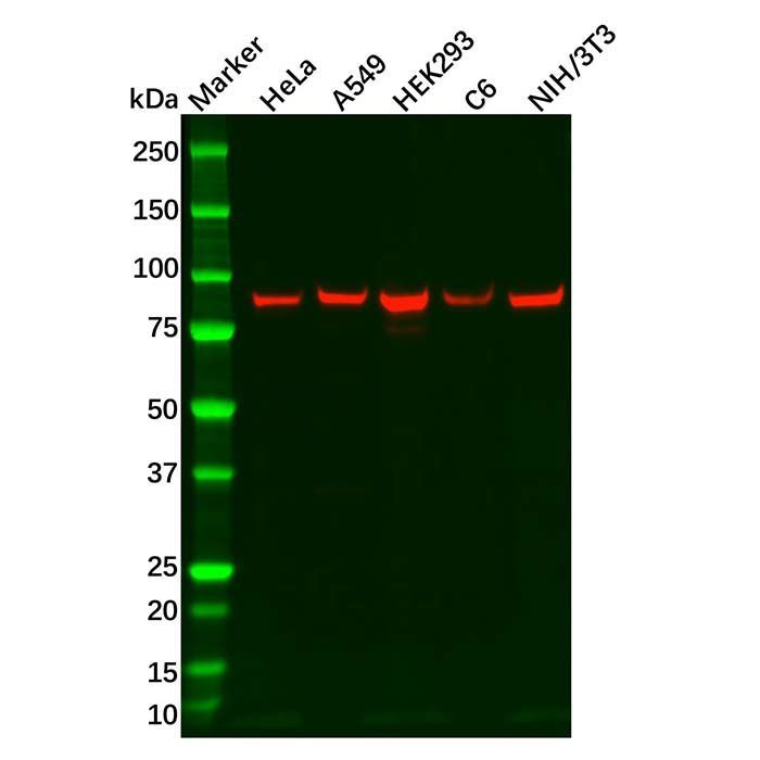 Recombinant ITGB6 Antibody -    by Aladdin Scientific
