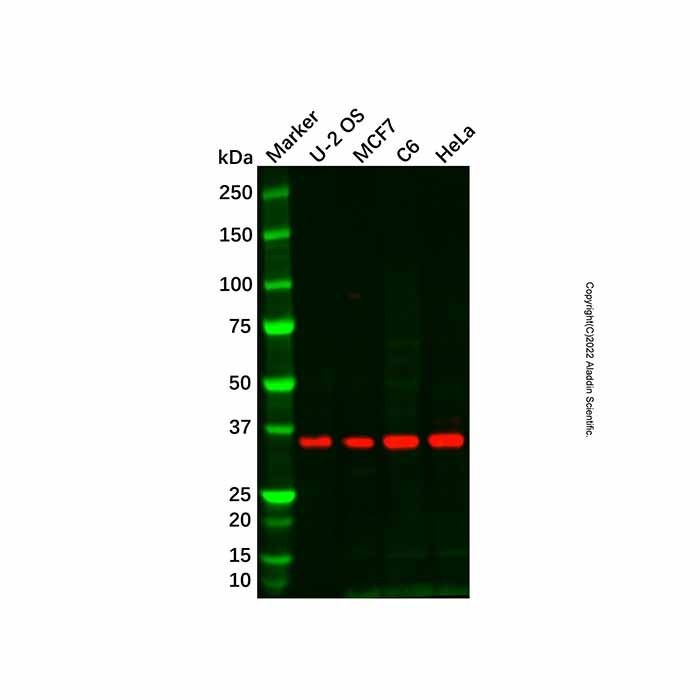 Recombinant JAB1 Antibody -    by Aladdin Scientific