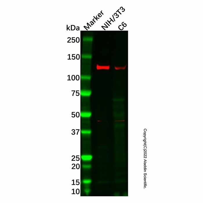 Recombinant JAK2 Antibody -    by Aladdin Scientific