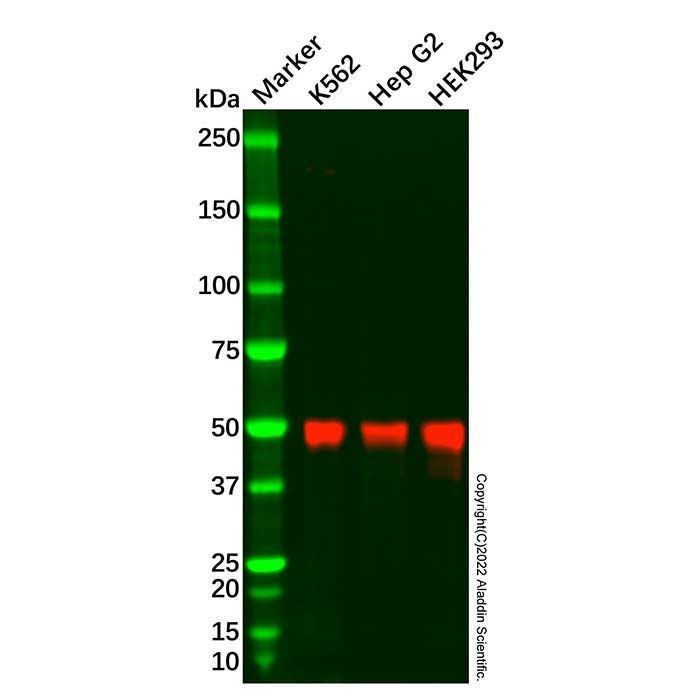 JMJD6 Antibody -    by Aladdin Scientific