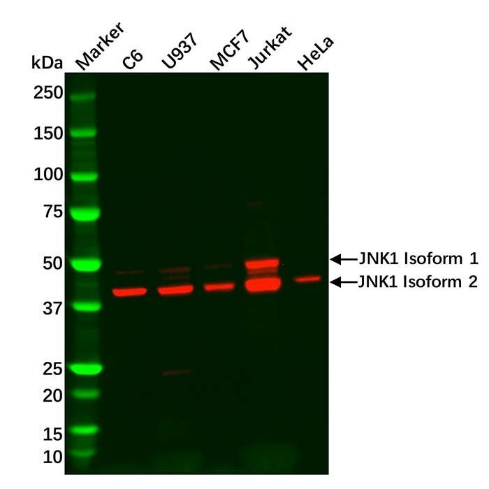 Recombinant JNK1 Antibody -    by Aladdin Scientific