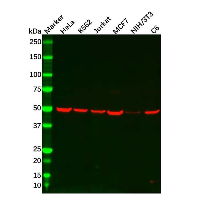 Recombinant JNK3 Antibody -    by Aladdin Scientific
