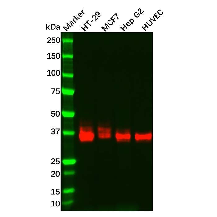 Recombinant JAM-A Antibody -    by Aladdin Scientific