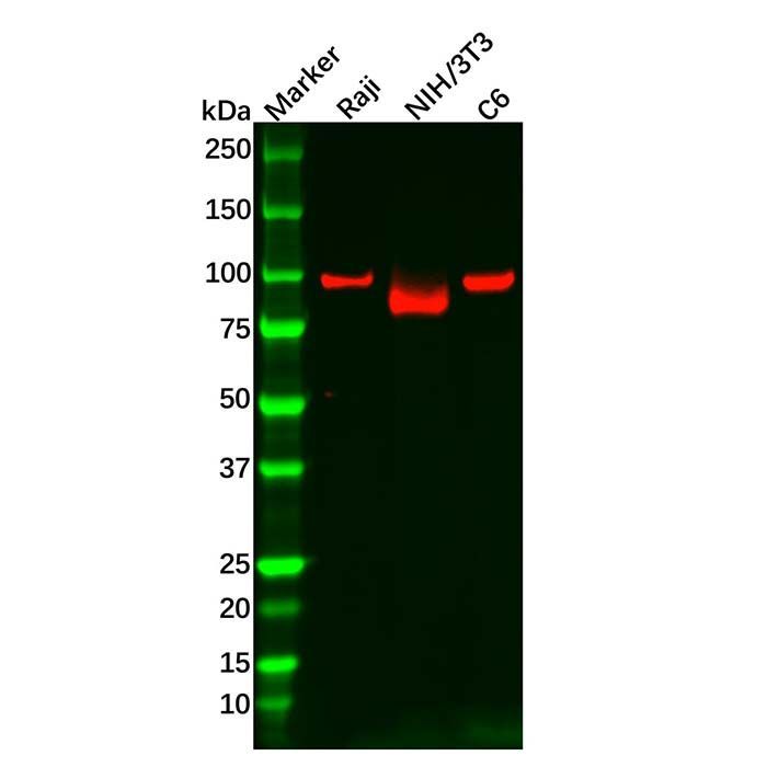 Recombinant KAT2A/GCN5 Antibody -    by Aladdin Scientific