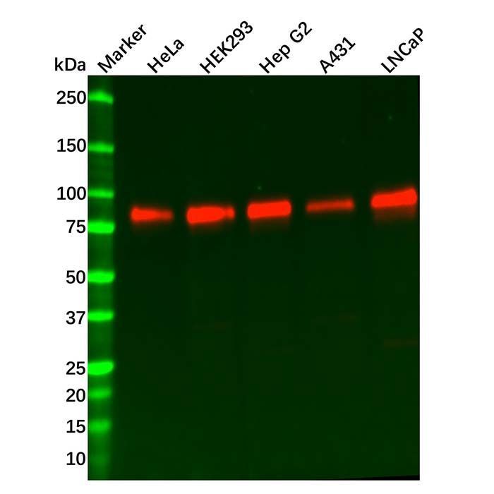 Recombinant KAT2B/PCAF Antibody -    by Aladdin Scientific